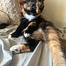 cat, tortoiseshell, pet, animal, feline, fur, whiskers, paw, bed, blanket, resting, indoor, cute, curious, relaxed, stretching, soft, light, portrait, domestic