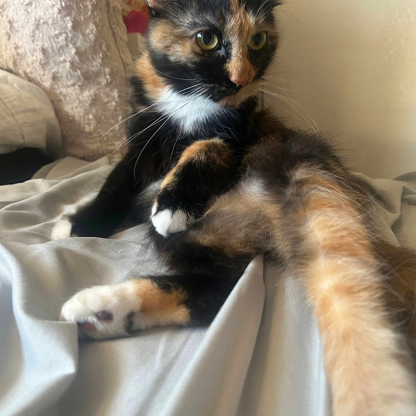 Moca joined the competition — help win amazing prizes! cat, tortoiseshell, pet, animal, feline, fur, whiskers, paw, bed, blanket, resting, indoor, cute, curious, relaxed, stretching, soft, light, portrait, domestic