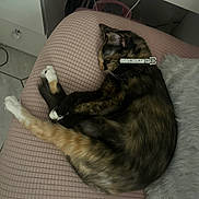 Moca is registered to the contest to win money with this photo: cat, collar, comfort, cozy, cute, domestic_animal, feline, fluffy_pillow, fur, home, indoor, nap, paw, pet, pink_blanket, relaxation, resting, sleeping, tortoiseshell, whiskers