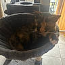 animal, calico_cat, cat, cat_bed, cat_tree, cozy, domestic, feline, furniture, home, indoor, pet, relaxing, resting, scratching_post, soft_texture, sunlight, tile_floor, warm_light, window