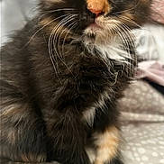 Moca joined the competition — help win amazing prizes! kitten, cat, tortoiseshell, fur, whiskers, green_eyes, pet, cute, animal, indoor, soft, blanket, sitting, closeup, young, feline, adorable, curious, portrait, fluffy
