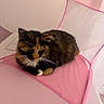 Moca joined the competition — help win amazing prizes! animal, cat, closeup, cozy, cute, domestic_animal, feline, fur, indoor, mesh_enclosure, pet, pink_color, pink_mesh, portrait, relaxed, resting, sitting, soft_light, tortoiseshell_cat, whiskers