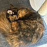 Moca joined the competition — help win amazing prizes! animal, carpet, cat, cozy, curled_up, cute, ears, feline, fur, home, indoor, pet, quiet, relaxation, resting, scratching_post, sleeping, tail, tortoiseshell, whiskers