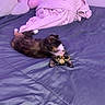 Moca joined the competition — help win amazing prizes! cat, calico_cat, bed, blanket, pillow, indoor, pet, animal, fur, whiskers, sleeping, relaxed, cozy, purple, soft, domestic_cat, cute, lying_down, looking_up, resting