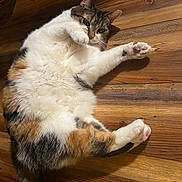 Kitty joined the competition — help win amazing prizes! animal, calico_cat, cat, closeup, cute, domestic_cat, feline, fluffy, fur, indoor, lying_down, mammal, paw, pet, playful, relaxed, resting, stretching, whiskers, wooden_floor