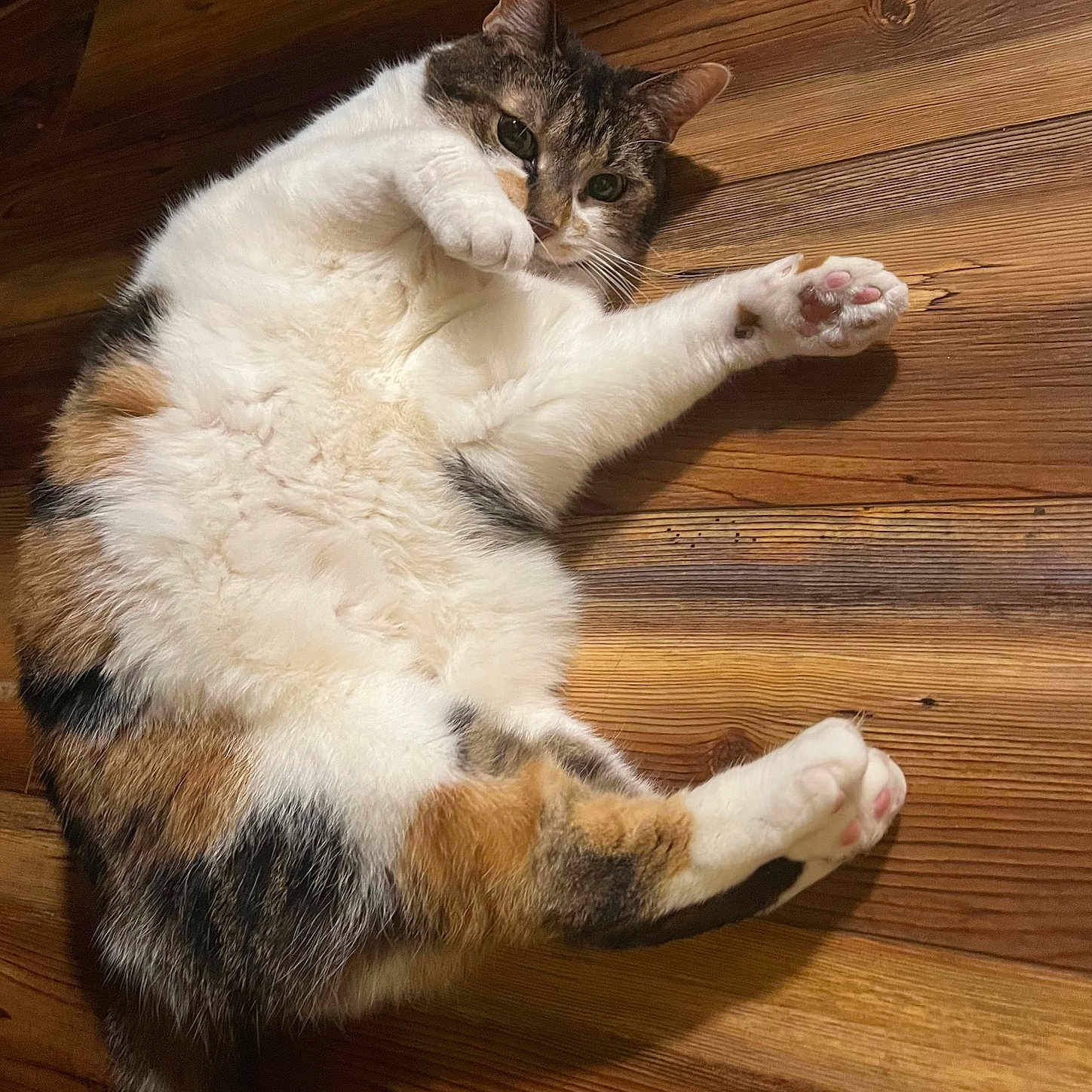 Kitty