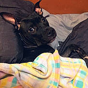 Arianna is registered to the contest to win money with this photo: dog, black_dog, blanket, bed, pillow, indoor, cozy, looking_back, snuggled, resting, curious_eyes, ears_up, comfort, sleepy, domestic_animal, pet, canine, warm_colors, fabric, home