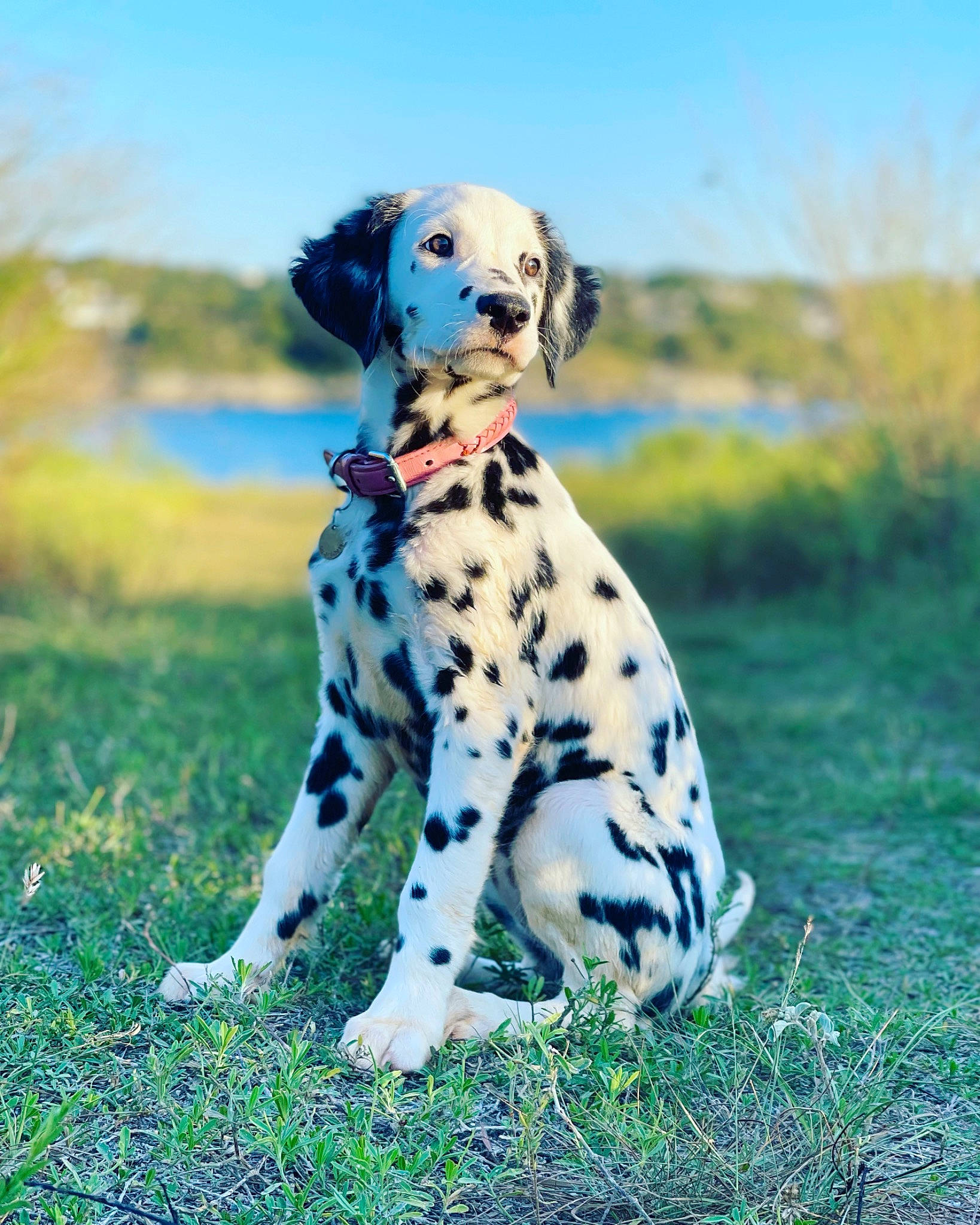 Halo is registered to the contest to win money with this photo: canidae, carnivore, companion_dog, dalmatian, dog, dog_breed, fawn, grass, grassland, happy, pasture, paw, plant, prairie, sky, snout, sporting_group, tail, terrestrial_animal, tree
