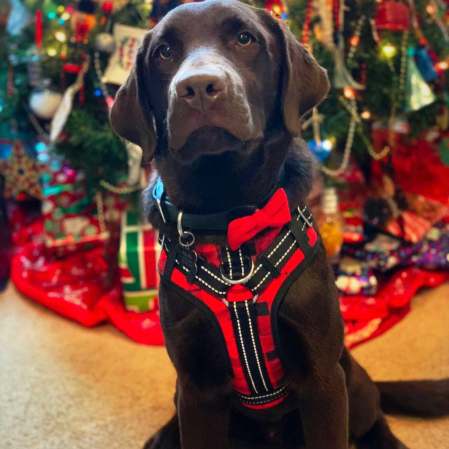 Mister Darcy joined the competition — help win amazing prizes! animal, bow_tie, canine, carpet, celebration, chocolate, christmas, christmas_tree, cute, decorations, dog, festive, harness, holiday, indoor, labrador, pet, portrait, presents, sitting