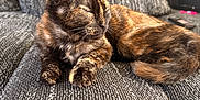 Faith joined the competition — help win amazing prizes! cat, tortoiseshell, sleeping, couch, gray, furniture, pet, indoor, relaxed, animal, fur, whiskers, tail, cozy, home, closeup, resting, soft, sunlight, cute