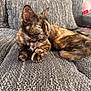 cat, tortoiseshell, sleeping, couch, gray, furniture, pet, indoor, relaxed, animal, fur, whiskers, tail, cozy, home, closeup, resting, soft, sunlight, cute