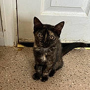 Faith is registered to the contest to win money with this photo: kitten, cat, tortoiseshell, pet, animal, indoor, floor, door, curious, young, feline, sitting, fur, whiskers, eyes, ears, tail, domestic, cute, small