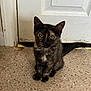 kitten, cat, tortoiseshell, pet, animal, indoor, floor, door, curious, young, feline, sitting, fur, whiskers, eyes, ears, tail, domestic, cute, small
