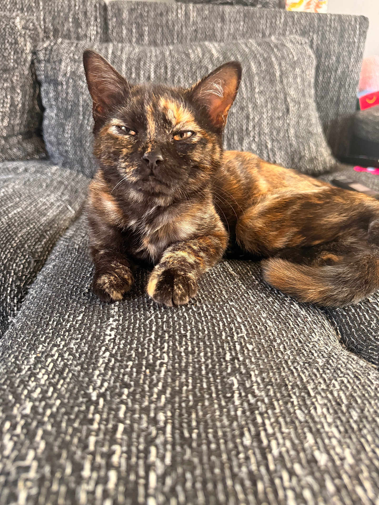 Faith joined the competition — help win amazing prizes! cat, tortoiseshell, feline, pet, indoor, couch, gray, texture, fur, relaxed, animal, mammal, whiskers, ears, tail, closeup, seated, home, cozy, resting
