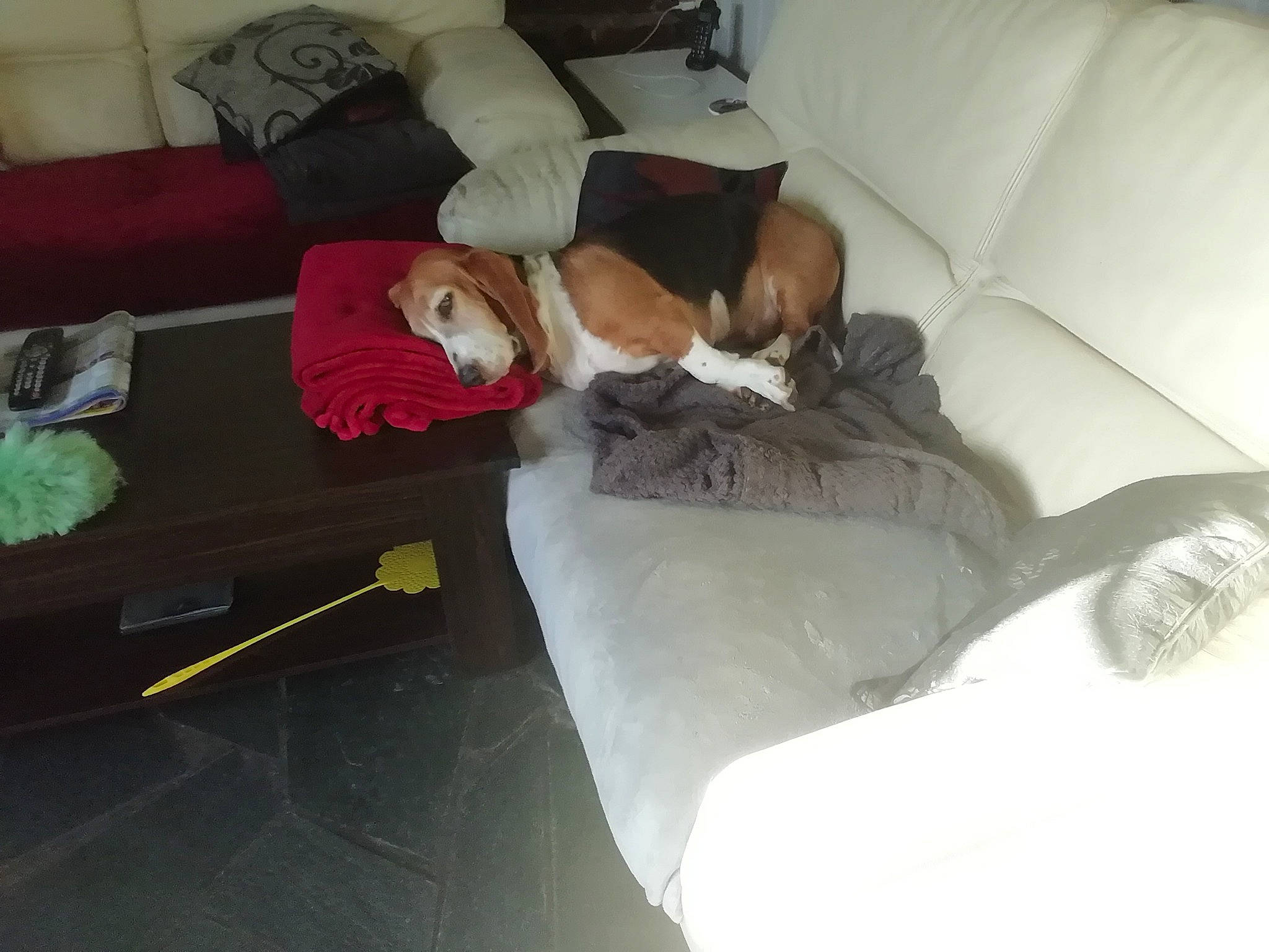 Image a rejoint le concours — aidez-le/la à gagner de superbes lots ! carnivore, comfort, companion_dog, couch, dog, dog_breed, fawn, felidae, flooring, fur, furniture, hardwood, linens, living_room, pillow, small_to_medium_sized_cats, sofa_bed, sporting_group, studio_couch, wood