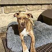 Nala a rejoint le concours — aidez-le/la à gagner de superbes lots ! dog, pet, animal, outdoor, bed, fluffy, gray, stone_wall, paws, relaxed, brown, white_chest, portrait, looking_at_camera, sunlight, texture, concrete, muzzle, ears, canine