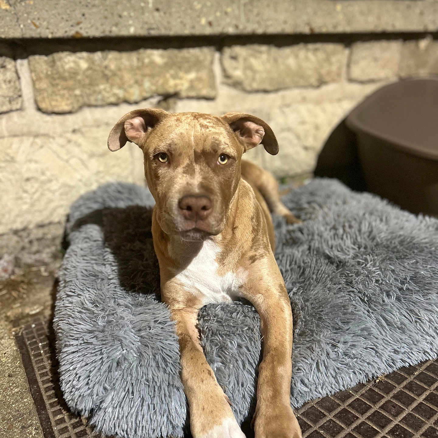Nala a rejoint le concours — aidez-le/la à gagner de superbes lots ! animal, bed, brown, canine, concrete, dog, ears, fluffy, gray, looking_at_camera, muzzle, outdoor, paws, pet, portrait, relaxed, stone_wall, sunlight, texture, white_chest