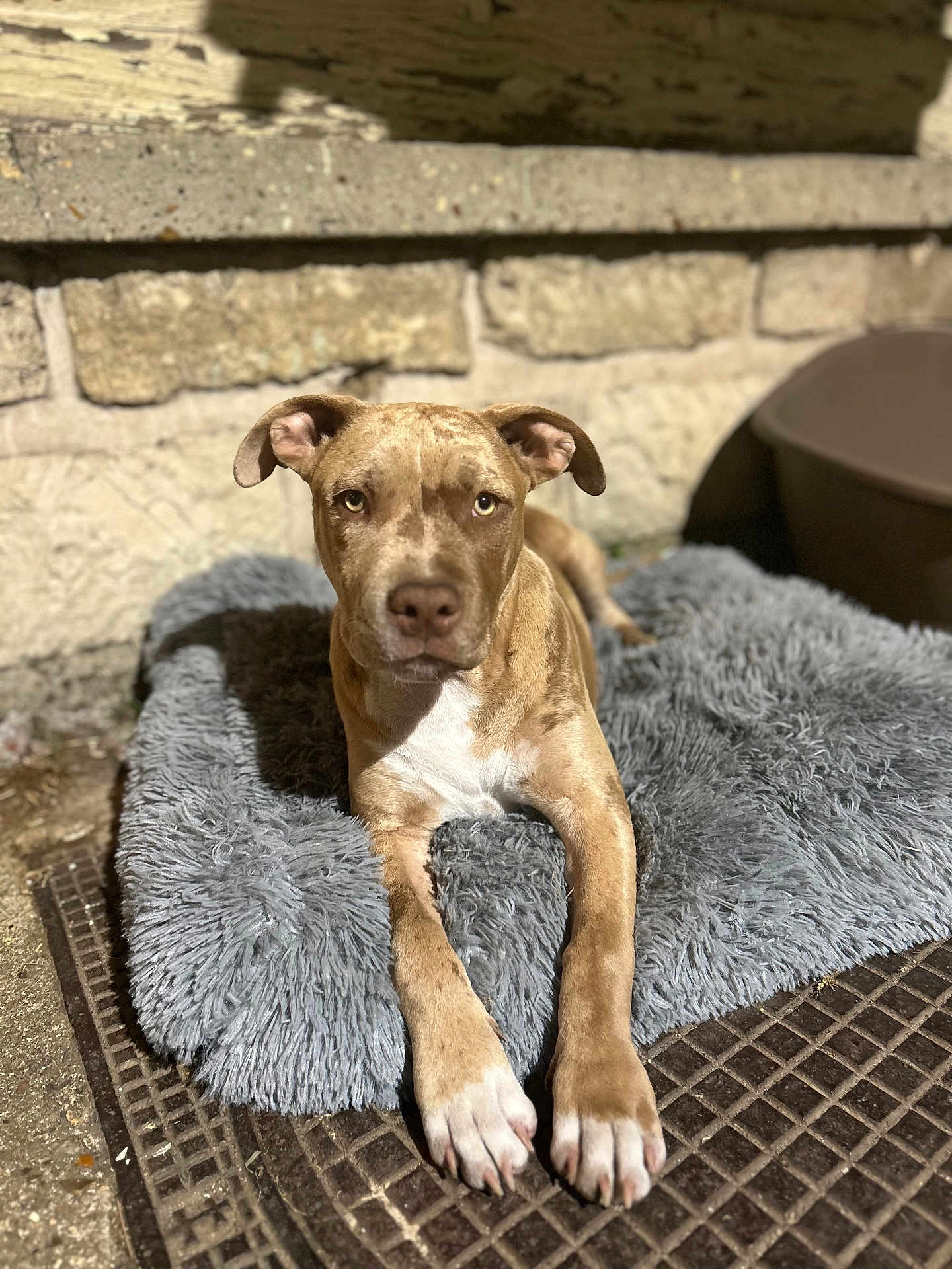 Nala a rejoint le concours — aidez-le/la à gagner de superbes lots ! dog, pet, animal, outdoor, bed, fluffy, gray, stone_wall, paws, relaxed, brown, white_chest, portrait, looking_at_camera, sunlight, texture, concrete, muzzle, ears, canine