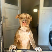 Nala participe au concours pour gagner de l'argent avec cette photo : animal, barrier, brown_dog, claws, curious, dog, domestic, door, fence, floor, gate, home, indoor, metal_gate, paw, pet, standing, waiting, washing_machine, white_chest
