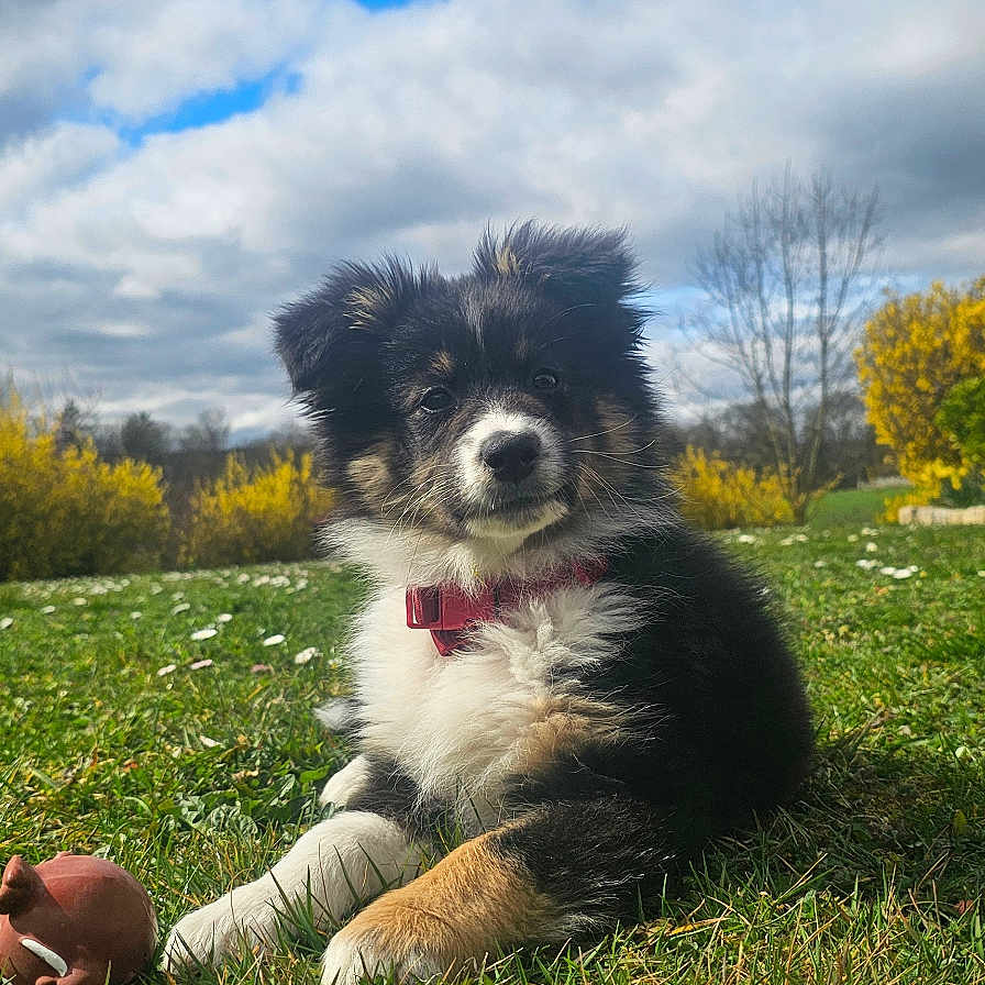 Avana