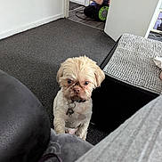 Rocco joined the competition — help win amazing prizes! dog, small_dog, indoor, carpet, person, purple_uniform, cable_reel, furniture, ottoman, blanket, floor, doorway, curious, pet, animal, home, seated, light, room, looking