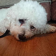 Charlie is registered to the contest to win money with this photo: bichon, bichon_frise, bolognese, carnivoran, dog, dog_breed, dog_breed_group, dog_like_mammal, goldendoodle, havanese, maltese, mammal, miniature_poodle, poodle, poodle_crossbreed, puppy, snout, standard_poodle, toy_poodle, vertebrate