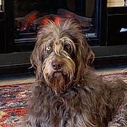 Molly joined the competition — help win amazing prizes! dog, long_hair, shaggy, pet, indoor, rug, fireplace, cozy, brown_fur, animal, mammal, relaxed, home, carpet, floor, portrait, looking_at_camera, furry, companion, domestic
