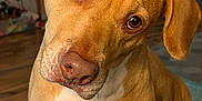 Stella joined the competition — help win amazing prizes! dog, pet, indoor, curious, brown, canine, animal, portrait, head_tilt, closeup, fur, ears, eyes, snout, domestic, companion, floor, furniture, home, relaxed