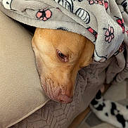Stella joined the competition — help win amazing prizes! dog, blanket, cozy, resting, couch, indoor, brown_dog, pet, snuggled, soft_texture, comfort, relaxed, home, fur, animal, sleepy, canine, closeup, head, warm