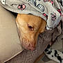 dog, blanket, cozy, resting, couch, indoor, brown_dog, pet, snuggled, soft_texture, comfort, relaxed, home, fur, animal, sleepy, canine, closeup, head, warm