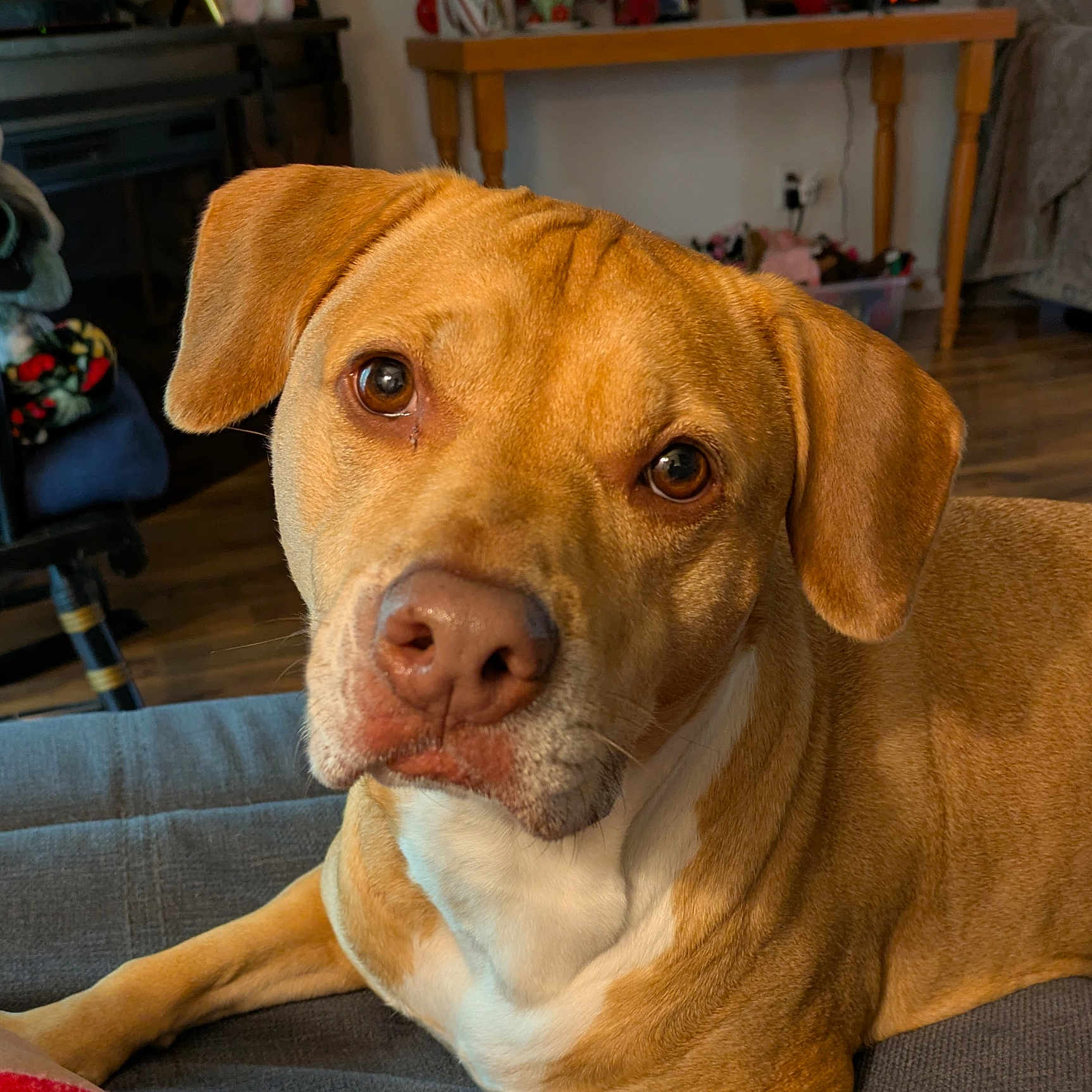 Stella joined the competition — help win amazing prizes! animal, brown, canine, close_up, companion, couch, dog, ears, eyes, face, fur, furniture, home, indoor, nose, pet, portrait, relaxed, white, wooden_floor
