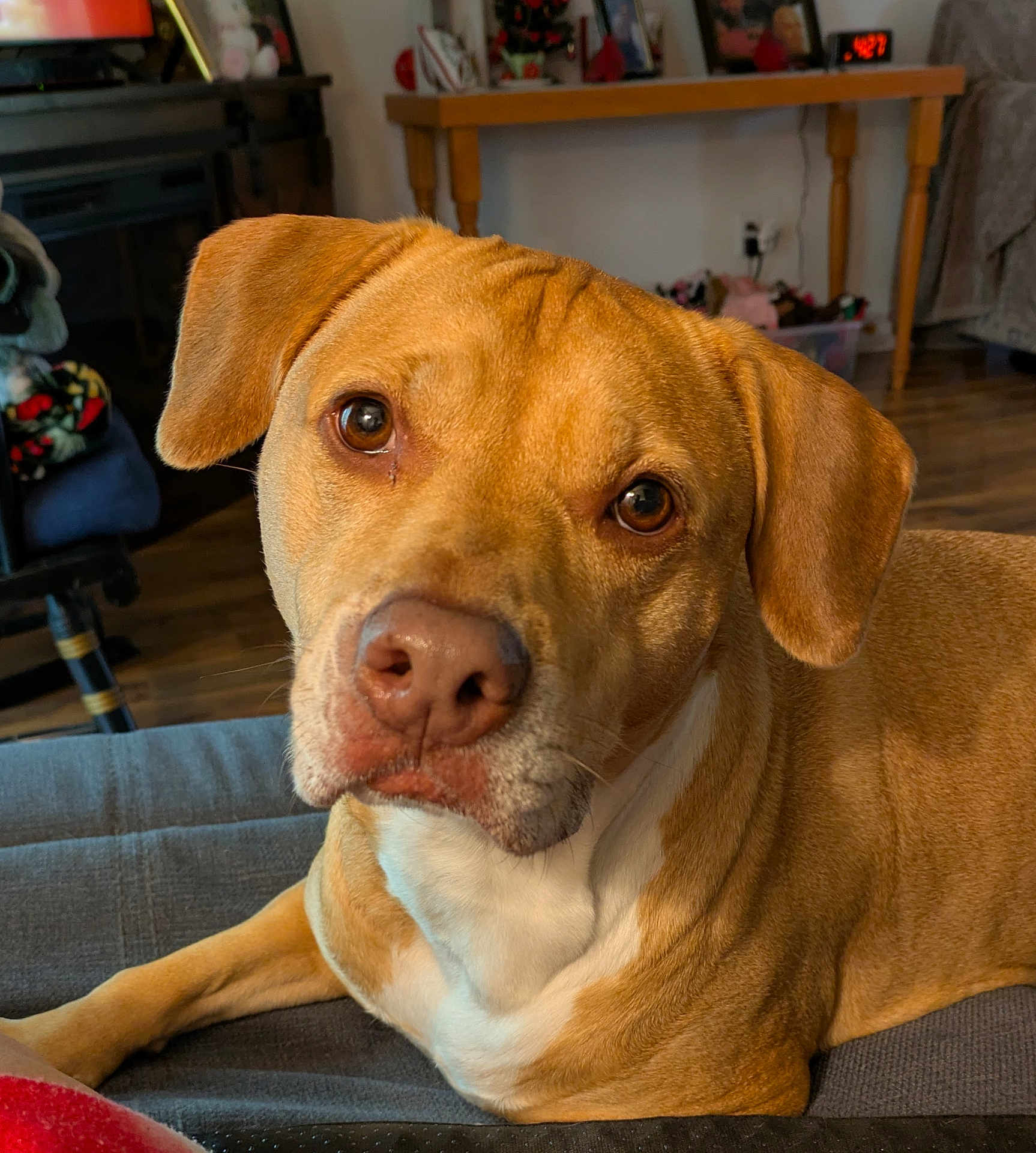 Stella
