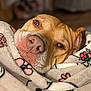Stella is registered to the contest to win money with this photo: dog, blanket, close_up, cozy, floral_pattern, sleepy, pet, animal, brown_fur, indoor, soft_texture, cute, resting, portrait, snuggled, warm, comfort, domestic, relaxed, canine