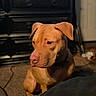 Karma joined the competition — help win amazing prizes! animal, black_collar, brown_dog, brown_fur, carpet, close_up, dog, floppy_ears, furniture, home, indoors, living_room, pet, pit_bull, portrait, serious_expression, short_hair, side_profile, sitting, warm_lighting