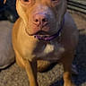 Karma is registered to the contest to win money with this photo: animal, brown_fur, carpet, centered_composition, close_up, collar, dark_eyes, dog, floppy_ears, front_legs, home, indoors, nose, paws, pet, playful_expression, portrait, short_hair, sitting, snout