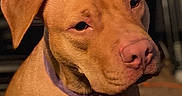 Karma is registered to the contest to win money with this photo: animal, brown_fur, canine, close_up, dark_background, dog, floppy_ears, fur, home, indoors, pet, photography, pink_nose, pit_bull, portrait, purple_collar, serious_expression, short_hair, sitting, tan_dog