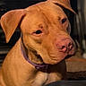 animal, brown_fur, canine, close_up, dark_background, dog, floppy_ears, fur, home, indoors, pet, photography, pink_nose, pit_bull, portrait, purple_collar, serious_expression, short_hair, sitting, tan_dog