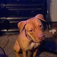 Karma is registered to the contest to win money with this photo: adorable, animal, brown_dog, canine, carpet, close_up, curious, dark_background, dog, floppy_ears, furniture, head_tilt, indoors, living_room, pet, portrait, puppy, short_hair, sitting, warm_lighting