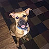 Beast joined the competition — help win amazing prizes! animal, blue_collar, canine, dog, flash_photography, floor, front_view, happy, home, indoors, open_mouth, patchwork_rug, pet, portrait, rug, short_hair, sitting, smiling, tan_dog, wood_floor