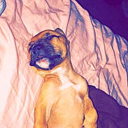 Beast joined the competition — help win amazing prizes! animal, bed, bedding, black_muzzle, blanket, boxer, brown_fur, closed_eyes, cute, dog, indoors, lying_down, pet, photograph, portrait, puppy, purple_background, relaxed, sleeping, wrinkled_face