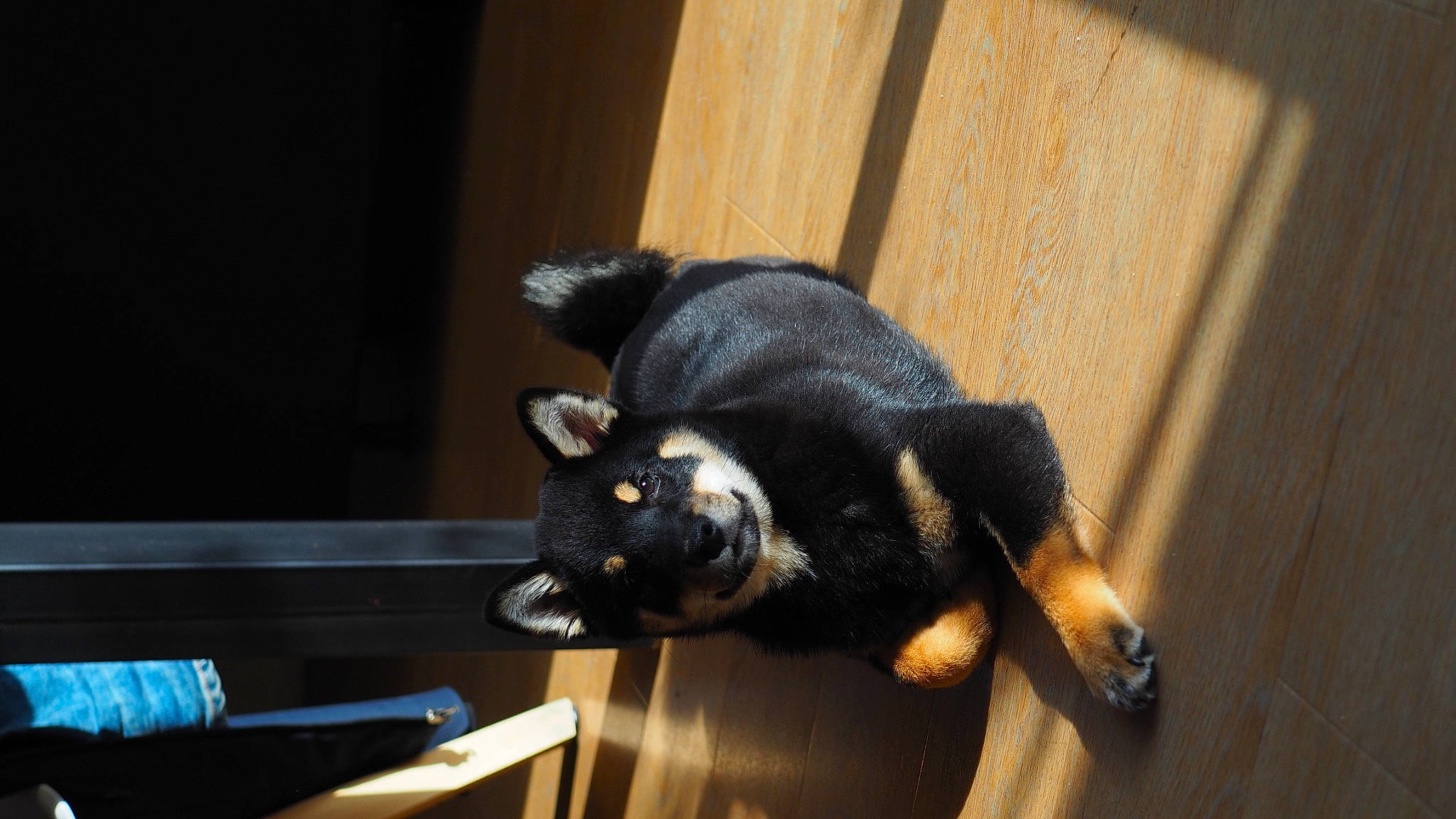 Tahia a rejoint le concours — aidez-le/la à gagner de superbes lots ! black_cat, canidae, carnivore, cat, claw, comfort, companion_dog, dog_breed, domestic_short_haired_cat, ear, felidae, fur, hardwood, small_to_medium_sized_cats, snout, tail, terrestrial_animal, whiskers, window, wood