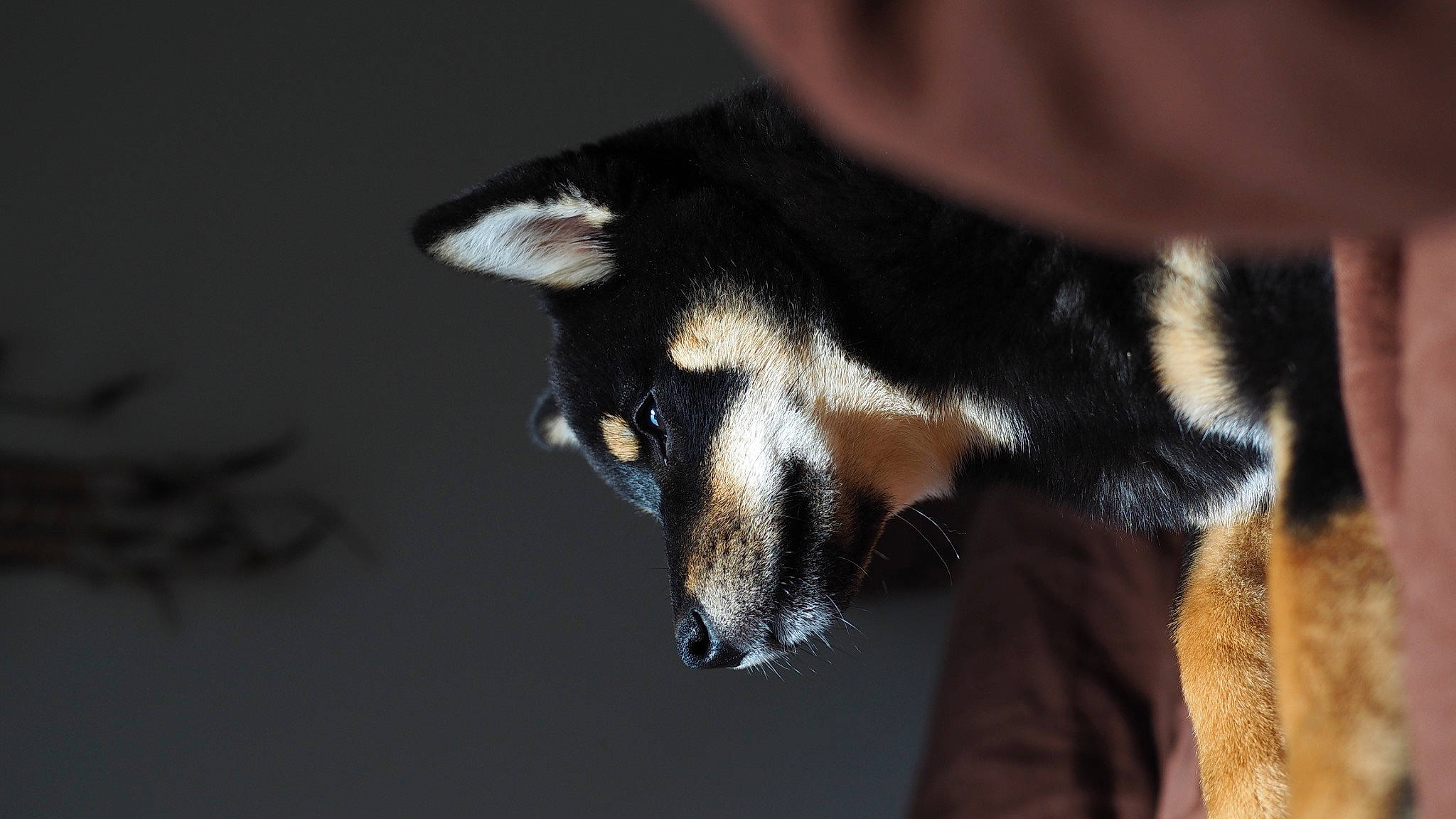 Tahia participe au concours pour gagner de l'argent avec cette photo : bat, canidae, carnivore, claw, darkness, dog_breed, electric_blue, fur, macro_photography, paw, snout, tail, terrestrial_animal, whiskers, wildlife