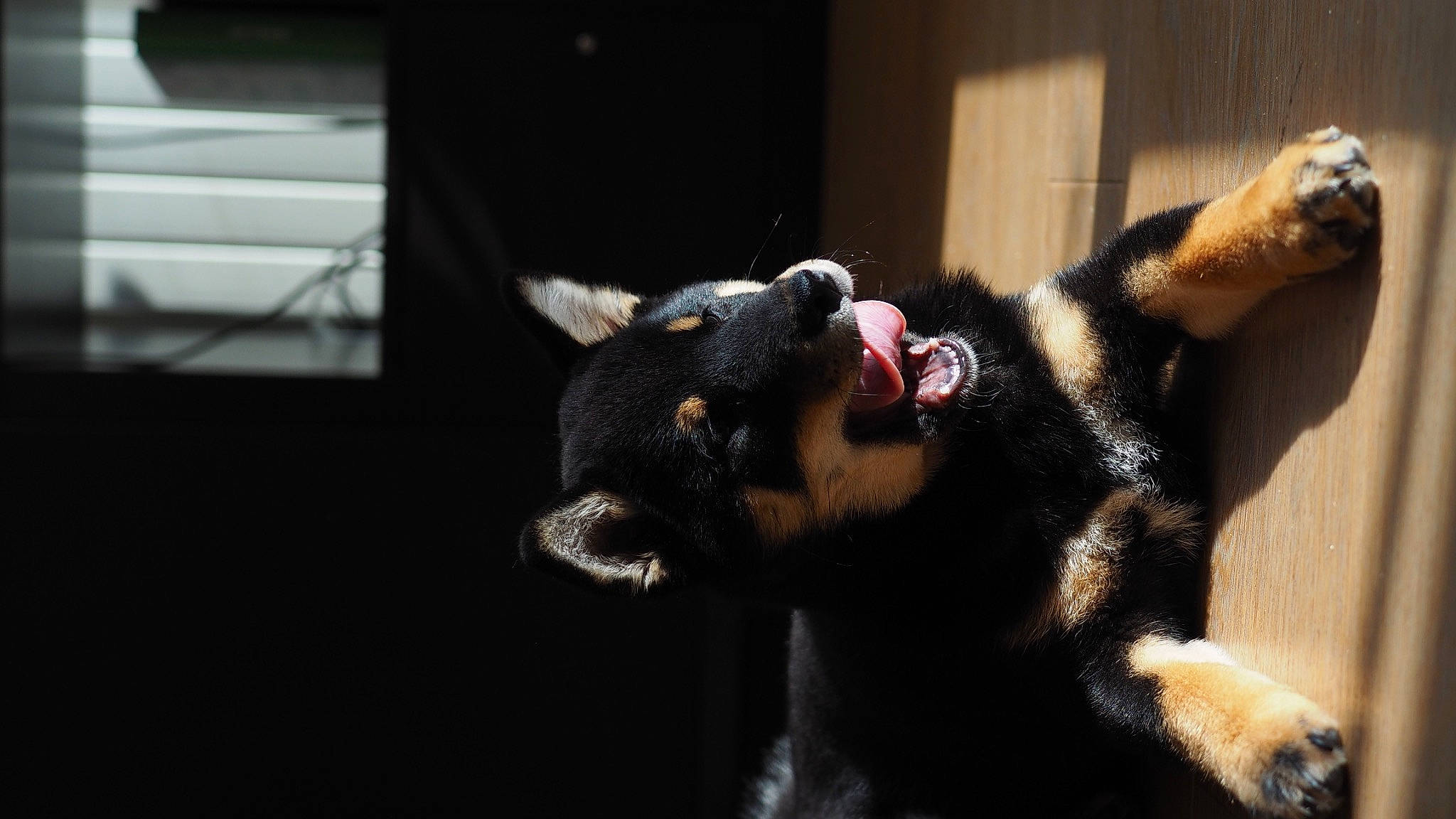 Tahia a rejoint le concours — aidez-le/la à gagner de superbes lots ! canidae, carnivore, claw, companion_dog, darkness, dog, dog_breed, felidae, fur, non_sporting_group, paw, small_to_medium_sized_cats, snout, sporting_group, tail, terrestrial_animal, toy, whiskers, working_animal