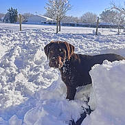 Aïko participe au concours pour gagner de l'argent avec cette photo : dog, puppy, chocolate_labrador, snow, outdoor, winter, yard, fence, tree, sunny, playful, animal, pet, cold, nature, cute, fur, canine, daytime, landscape
