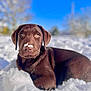 puppy, dog, chocolate_labrador, snow, outdoor, winter, animal, pet, cute, young, fur, nature, playful, nose, blue_sky, sunlight, relaxed, lying_down, daytime, closeup