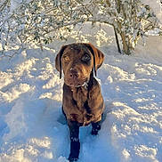 Arlo a rejoint le concours — aidez-le/la à gagner de superbes lots ! dog, puppy, labrador, chocolate_labrador, snow, winter, outdoor, animal, pet, nature, cute, young_dog, fur, cold, sunlight, tree, branches, white_snow, playful, adorable