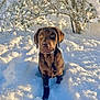 Arlo a rejoint le concours — aidez-le/la à gagner de superbes lots ! adorable, animal, branches, chocolate_labrador, cold, cute, dog, fur, labrador, nature, outdoor, pet, playful, puppy, snow, sunlight, tree, white_snow, winter, young_dog