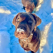 Arlo a rejoint le concours — aidez-le/la à gagner de superbes lots ! animal, background, canine, chocolate, cold, cute, dog, eyes, fur, labrador, nature, outdoor, pet, playful, puppy, snout, snow, sunlight, two_dogs, winter