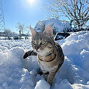 Aïna participe au concours pour gagner de l'argent avec cette photo : cat, tabby_cat, snow, winter, outdoor, sunlight, tree, blue_sky, frost, nature, animal, collar, curious, daylight, fluffy_snow, cold, landscape, pet, mammal, winter_climate