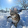 cat, tabby_cat, snow, winter, outdoor, sunlight, tree, blue_sky, frost, nature, animal, collar, curious, daylight, fluffy_snow, cold, landscape, pet, mammal, winter_climate